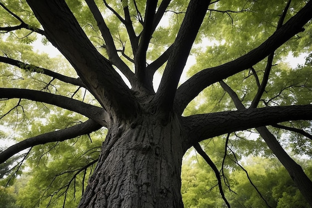 Foto albero realistico con rami e tronco