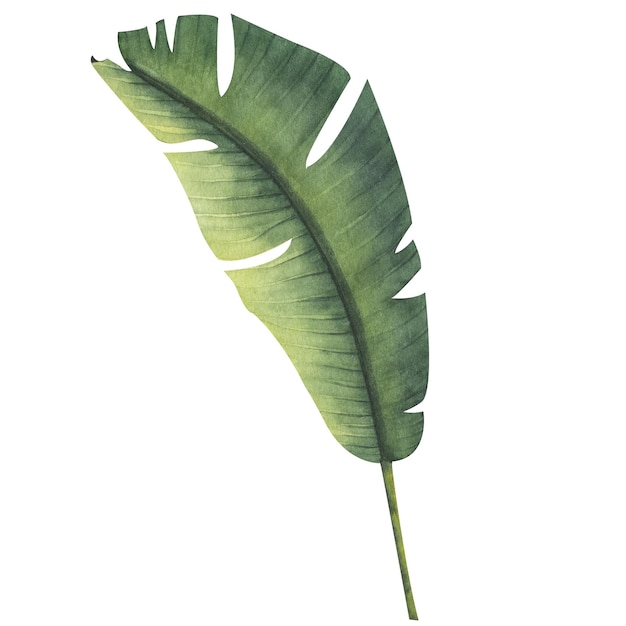 현실적인 열 대 식물 단풍 식물 열 대 녹색 바나나 잎 세트 손으로 그린 고립 된 수채화 그림
