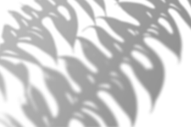 Photo realistic tropical leaves shadow overlay effect exotic plant leaves blur shadows on a white wall