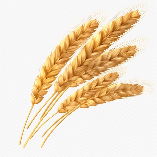 写真 現実的な小麦の穂穀物黄色ライ麦ベーカリー ベクトル イラスト農業健康的な f