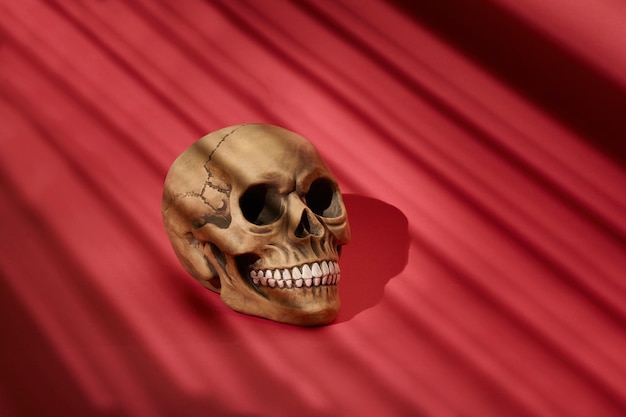 Realistisch model van een menselijke schedel met tanden op een rood gestreepte achtergrond Medische wetenschap of Halloween horror concept Close-up shot