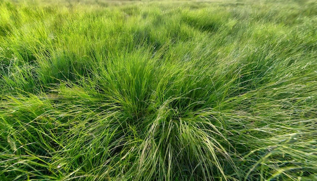 Realistische donkergroene grasland panoramische achtergrond