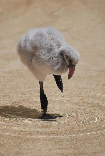 Fenicottero bambino davvero carino in piedi in una pozza d'acqua poco profonda.