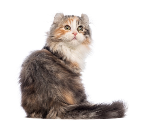 Rear view of an American Curl kitten (3 months old) sitting and looking up