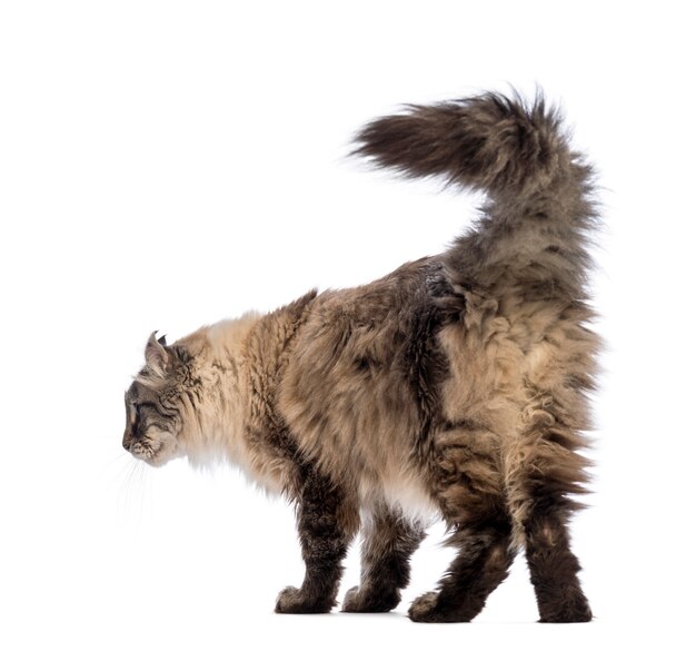 Rear view of an American Curl looking away