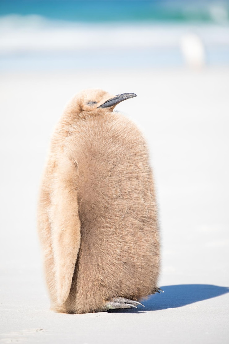 Photo ビーチの動物の後ろの景色