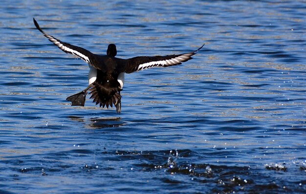 青い水の上を飛ぶ鳥の後ろの景色