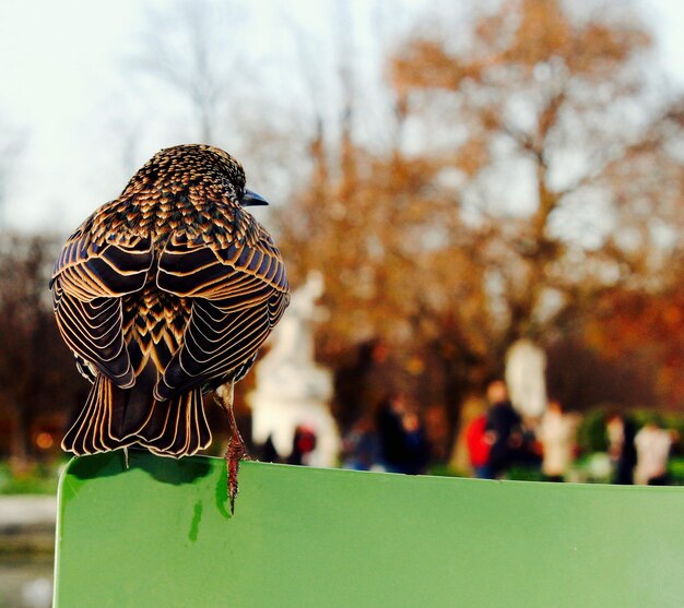 Photo rear view of bird perched on bench