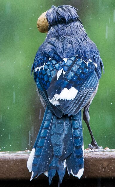 Foto vista posteriore di un uccello in acqua