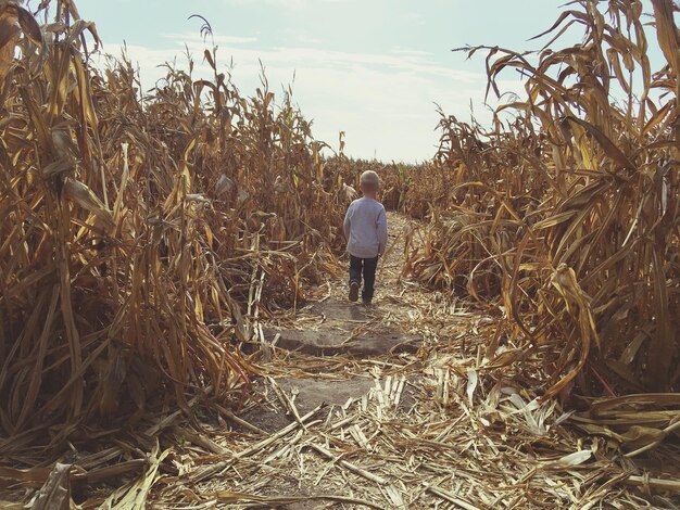 Photo rear view of boy walking amidst corn field against sky