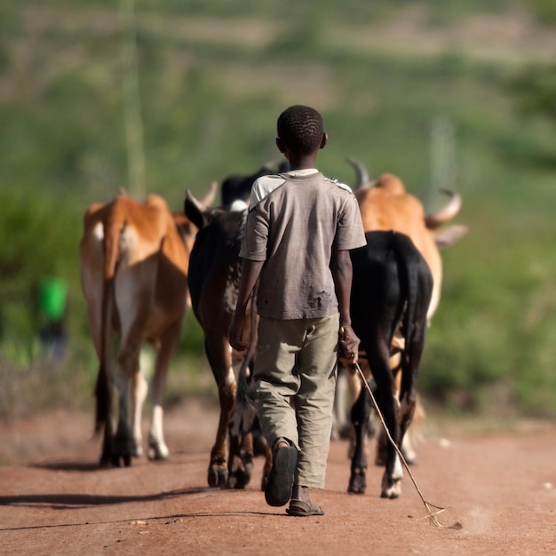 Rear view of boy with herd of cattle, Serengeti National Park, Serengeti, Tanzania, Africa