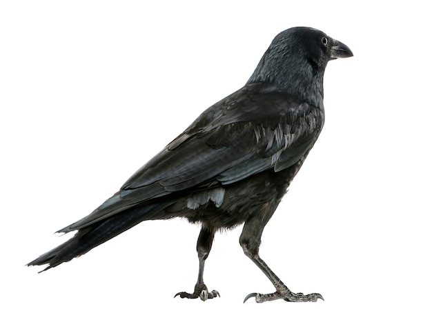 Vista posteriore di un carrion crow