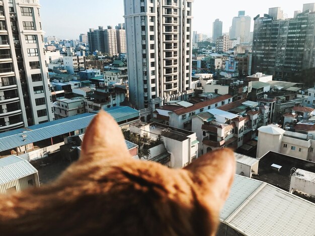 Photo rear view of cat with cityscape in background