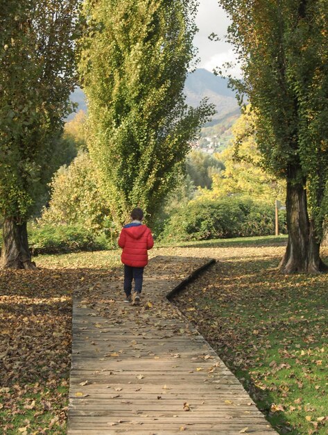 Foto vista posteriore di bambini che camminano su un sentiero tra gli alberi