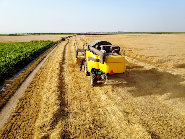 Rear view of combine harvester machine while working in the wheat field with tractor in front on a sunny day.