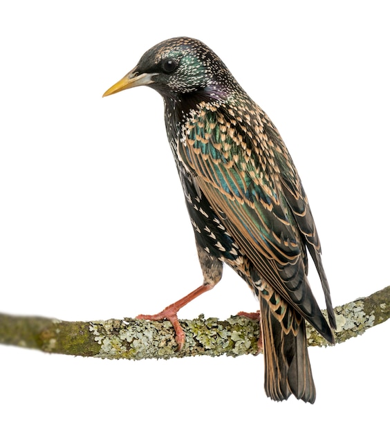 Rear view of a Common Starling perching on a branch, Sturnus vulgaris, isolated on white