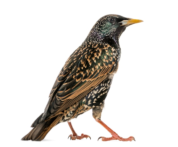 Vista posteriore di un comune starling sturnus vulgaris isolato su bianco