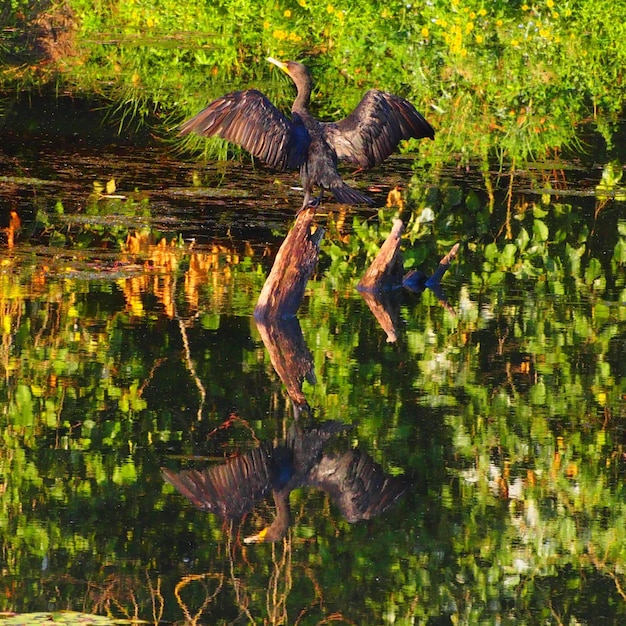 Foto vista posteriore di un cormorano appoggiato sul legno in un lago con riflesso