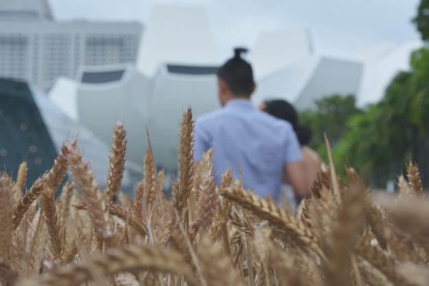 Rear view of couple on field