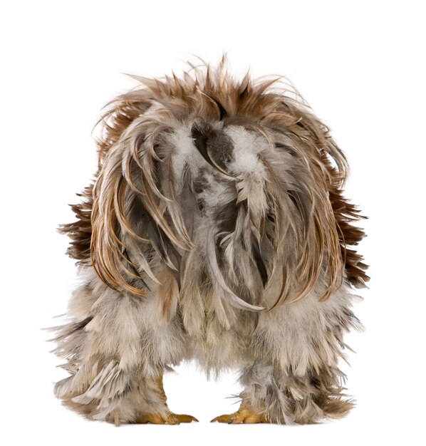 Rear view of Curly Feathered Rooster Pekin, standing