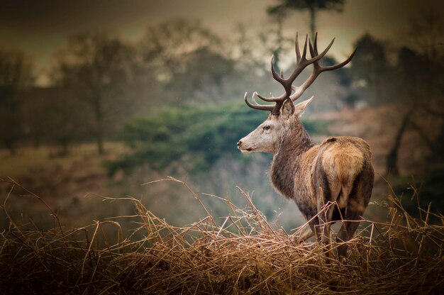 Photo rear view of a deer