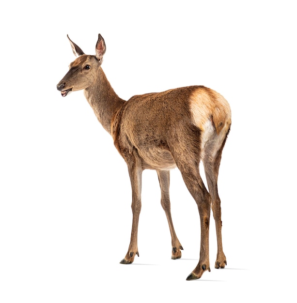 Rear view on a doe red deer female looking at the camera