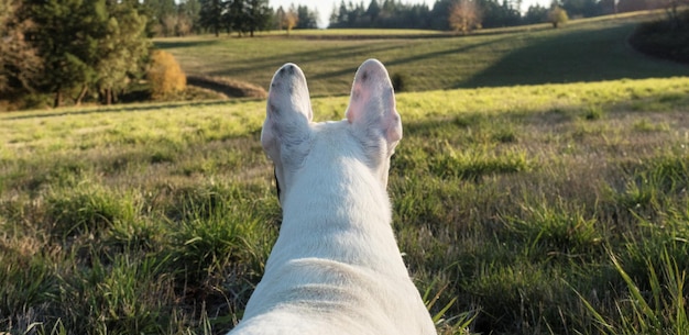 Photo rear view of dog on field