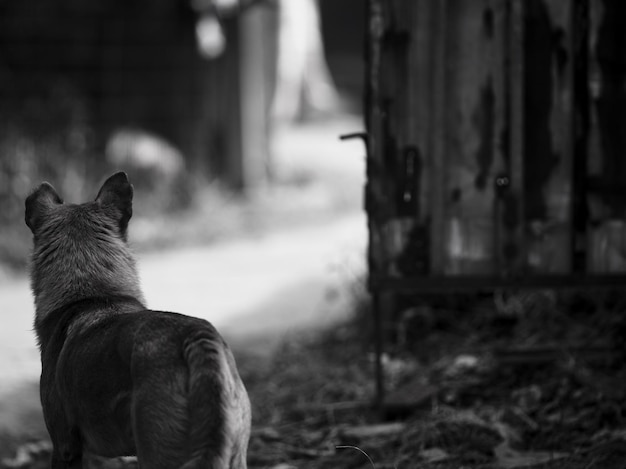 Photo rear view of a dog looking away