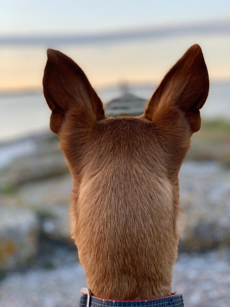 Photo rear view of dog looking at sea shore