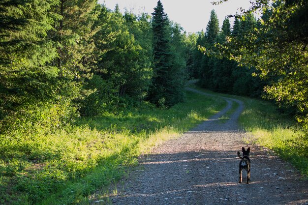 Rear view of dog on road in forest