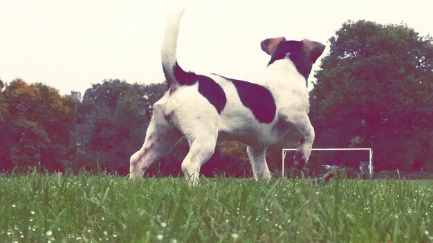 Photo rear view of dog running on grassland