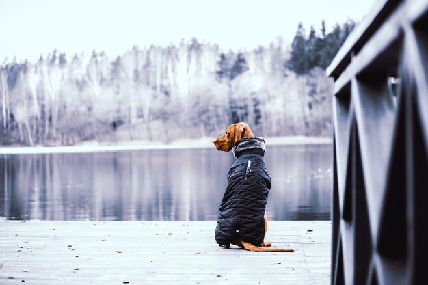 Foto vista posteriore di un cane seduto vicino al lago