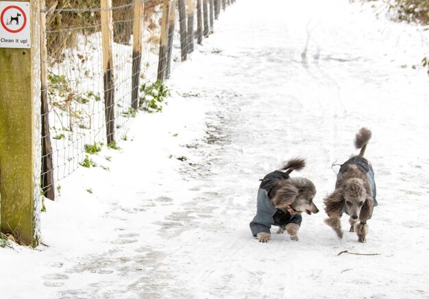 Rear view of dog walking in snow