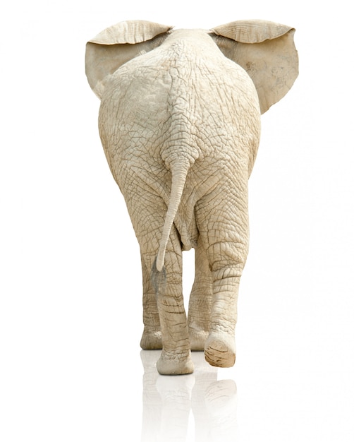 Photo rear view of elephant on white background