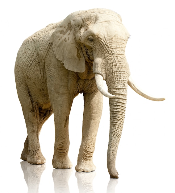 Rear view of elephant On White Background