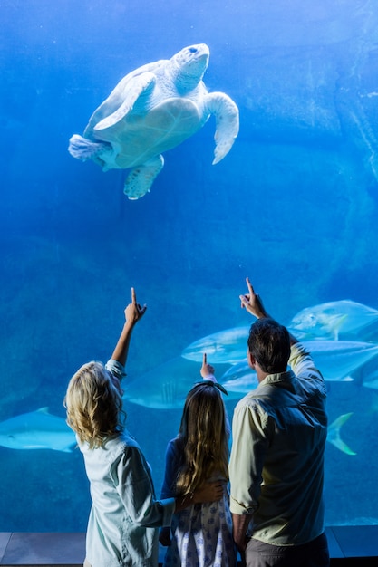 Rear view of family pointing at turtle in a tank