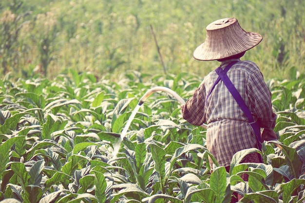 rear view of farmer wearing hat while watering plants at farm