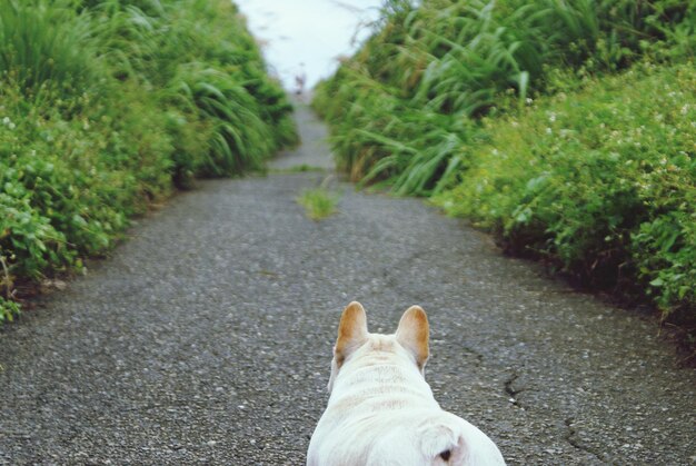 Rear view of french bulldog on road
