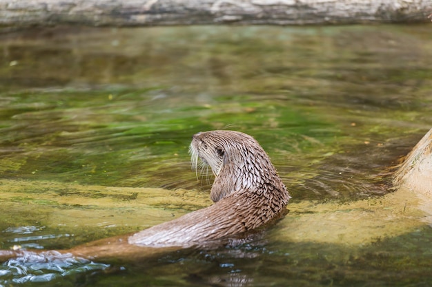 Rear view of a funny wet otter holds a mouse and swims into a secluded place. Concept of life of