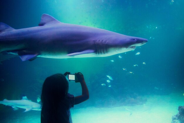 Photo rear view of girl photographing shark in aquarium