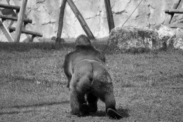 Foto la vista posteriore del gorilla.