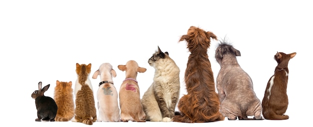 Photo rear view of a group of pets, dogs, cats, rabbit, sitting, isolated on white