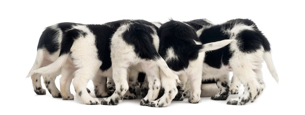 Rear view of a group of Stabyhoun puppies eating isolated on white