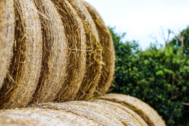 Photo rear view of hay bales