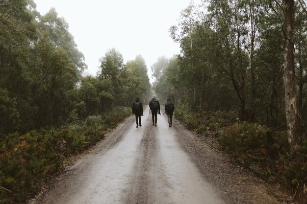 Rear view of hikers walking on road in forest