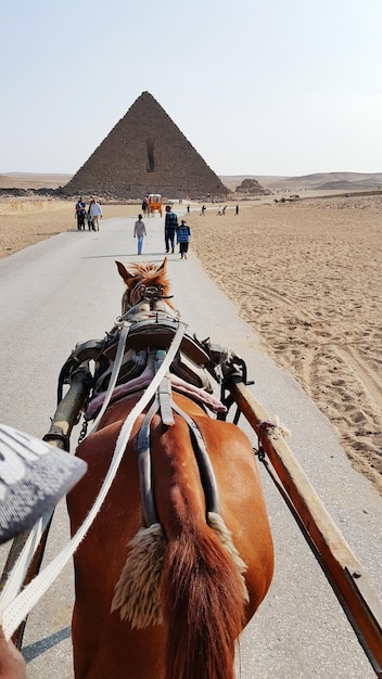 Photo rear view of horse on desert against sky