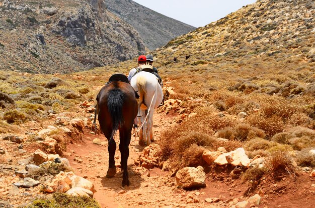 Rear view of horse riding