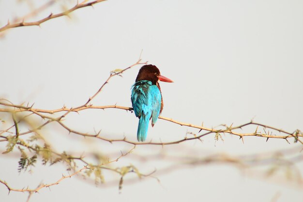 Photo rear view of kingfisher perching on plant