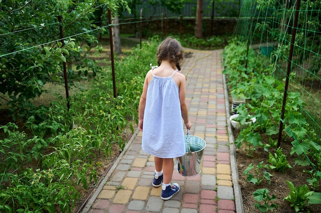 Rear view of little girl with a metal bucket harvesting cucumbers in an organic farm Eco farming horticulture concept