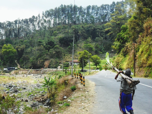 Photo rear view of man carrying plant while walking on road